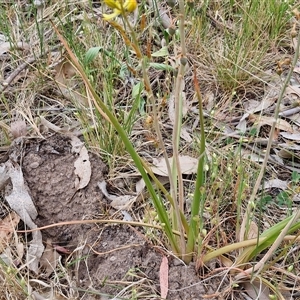 Bulbine bulbosa at Bungonia, NSW - 3 Nov 2024 11:40 AM