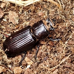 Passalidae (family) at Bungonia, NSW - 3 Nov 2024 11:38 AM