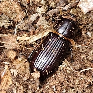 Passalidae (family) at Bungonia, NSW - 3 Nov 2024 11:38 AM