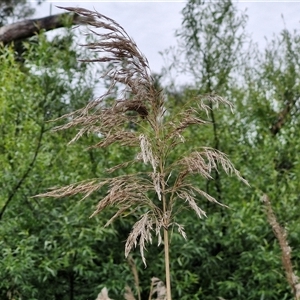 Phragmites australis at Bungonia, NSW - 3 Nov 2024