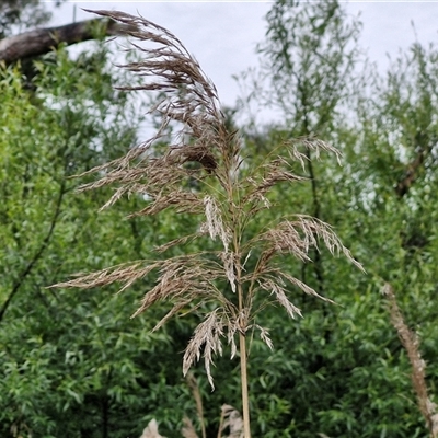 Phragmites australis (Common Reed) at Bungonia, NSW - 3 Nov 2024 by trevorpreston