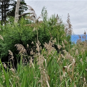 Phragmites australis at Bungonia, NSW - 3 Nov 2024