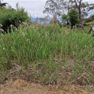 Phragmites australis at Bungonia, NSW - 3 Nov 2024