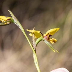 Diuris sulphurea (Tiger Orchid) at Kambah, ACT - 30 Oct 2024 by SWishart