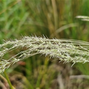 Lachnagrostis filiformis at Bungonia, NSW - 3 Nov 2024