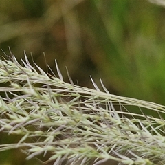 Lachnagrostis filiformis at Bungonia, NSW - 3 Nov 2024 11:32 AM