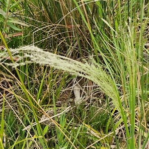 Lachnagrostis filiformis at Bungonia, NSW - 3 Nov 2024 11:32 AM