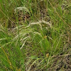 Lachnagrostis filiformis at Bungonia, NSW - 3 Nov 2024