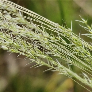 Lachnagrostis filiformis at Bungonia, NSW - 3 Nov 2024