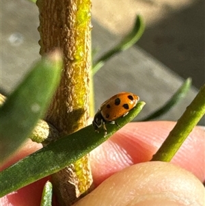 Hippodamia variegata at Aranda, ACT - 3 Nov 2024 04:30 PM