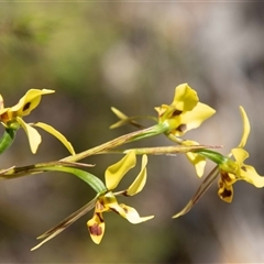 Diuris sulphurea (Tiger Orchid) at Kambah, ACT - 30 Oct 2024 by SWishart