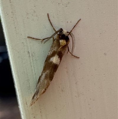 Anestia semiochrea (Marbled Footman) at Aranda, ACT - 3 Nov 2024 by Jubeyjubes