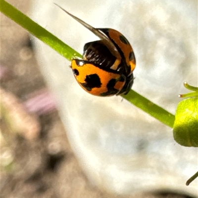 Coccinella transversalis (Transverse Ladybird) at Aranda, ACT - 3 Nov 2024 by Jubeyjubes