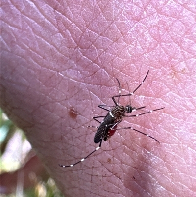 Aedes sp. (genus) (Mosquito) at Aranda, ACT - 2 Nov 2024 by Jubeyjubes