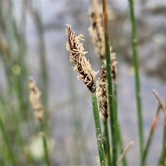 Eleocharis acuta (Common Spike-rush) at Bungonia, NSW - 3 Nov 2024 by trevorpreston