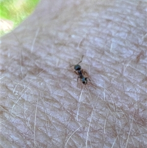 Formicidae (family) at Aranda, ACT - 2 Nov 2024 02:13 PM