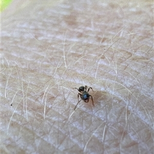 Formicidae (family) at Aranda, ACT - 2 Nov 2024 02:13 PM