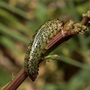 Paropsisterna beata at Nicholls, ACT - 1 Nov 2024