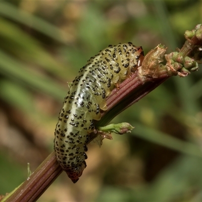 Paropsisterna beata (Blessed Leaf Beetle) at Nicholls, ACT - 1 Nov 2024 by AlisonMilton