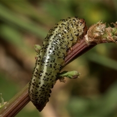 Paropsisterna beata at Nicholls, ACT - 1 Nov 2024