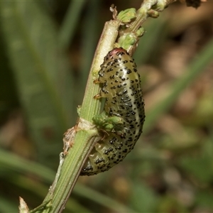 Paropsisterna beata at Nicholls, ACT - 1 Nov 2024