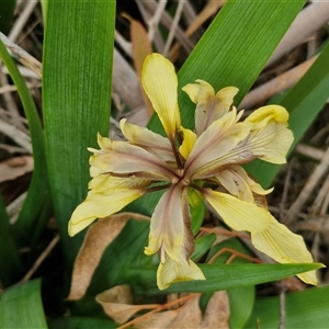 Iris foetidissima at Bungonia, NSW - 3 Nov 2024