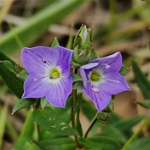 Veronica gracilis at Bungonia, NSW - 3 Nov 2024 11:30 AM