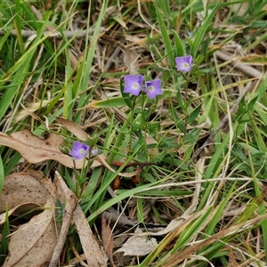 Veronica gracilis at Bungonia, NSW - 3 Nov 2024 11:30 AM