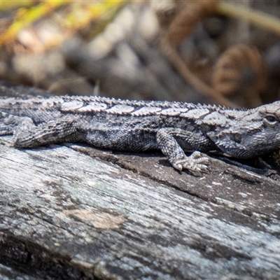 Amphibolurus muricatus at Kambah, ACT - 30 Oct 2024 by SWishart