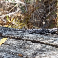 Amphibolurus muricatus at Kambah, ACT - 30 Oct 2024 02:03 PM