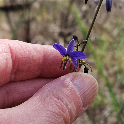 Dianella revoluta var. revoluta (Black-Anther Flax Lily) at Hawker, ACT - 3 Nov 2024 by sangio7