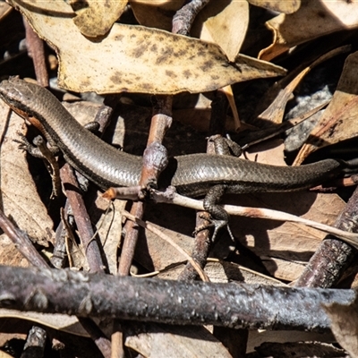 Acritoscincus platynotus (Red-throated Skink) at Kambah, ACT - 29 Oct 2024 by SWishart