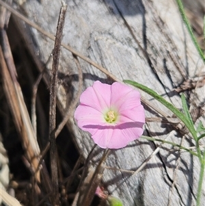 Convolvulus angustissimus subsp. angustissimus at Hawker, ACT - 3 Nov 2024 10:56 AM