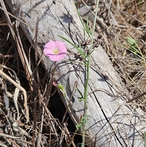 Convolvulus angustissimus subsp. angustissimus at Hawker, ACT - 3 Nov 2024 10:56 AM