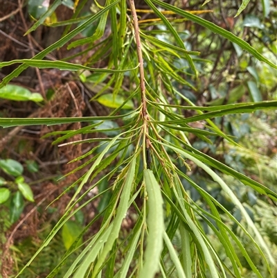 Lomatia myricoides (River Lomatia) at Coolagolite, NSW - 1 Nov 2024 by timharmony