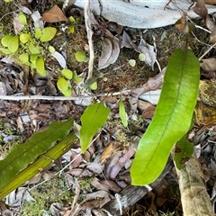 Zealandia pustulata subsp. pustulata (Kangaroo Fern) at Coolagolite, NSW - 2 Nov 2024 by timharmony