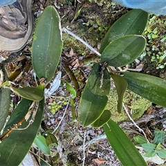 Dendrobium speciosum (Rock Lily) at Coolagolite, NSW - 2 Nov 2024 by timharmony