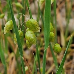 Briza maxima (Quaking Grass, Blowfly Grass) at Bungonia, NSW - 3 Nov 2024 by trevorpreston