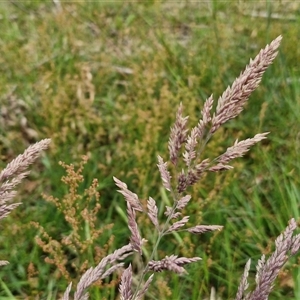 Holcus lanatus at Bungonia, NSW - 3 Nov 2024