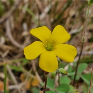 Oxalis sp. at Bungonia, NSW - 3 Nov 2024