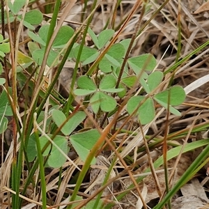 Oxalis sp. at Bungonia, NSW - 3 Nov 2024 11:25 AM