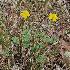 Oxalis sp. at Bungonia, NSW - 3 Nov 2024