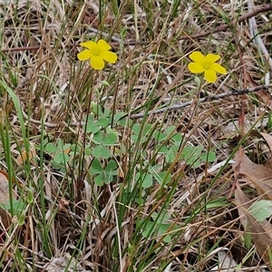 Oxalis sp. at Bungonia, NSW - 3 Nov 2024 11:25 AM