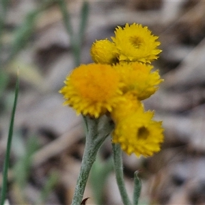 Chrysocephalum apiculatum at Bungonia, NSW - 3 Nov 2024 11:25 AM