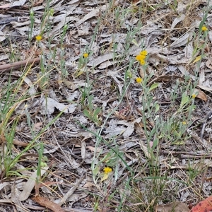 Chrysocephalum apiculatum at Bungonia, NSW - 3 Nov 2024 11:25 AM