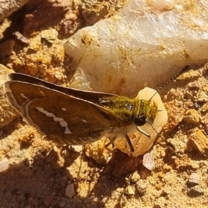 Taractrocera papyria at Bungendore, NSW - 3 Nov 2024