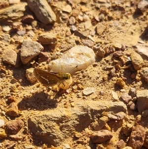 Taractrocera papyria at Bungendore, NSW - 3 Nov 2024