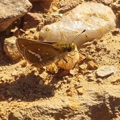 Taractrocera papyria at Bungendore, NSW - 3 Nov 2024