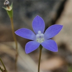 Wahlenbergia planiflora at Bungonia, NSW - 3 Nov 2024 by trevorpreston