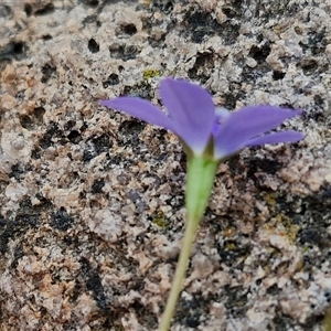 Wahlenbergia planiflora at Bungonia, NSW - 3 Nov 2024